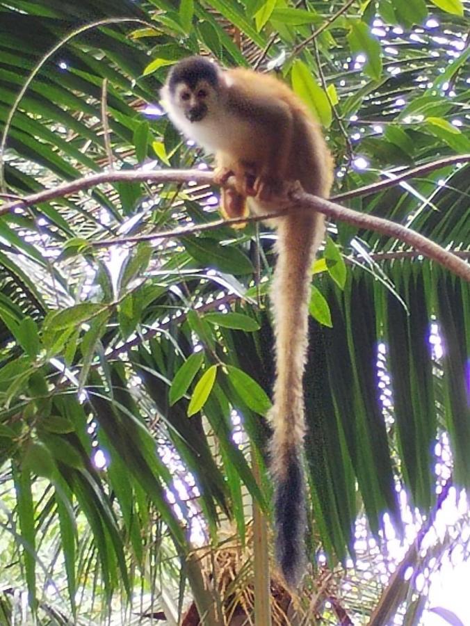 Happy Monkeys Villa Puerto Jiménez Exteriör bild